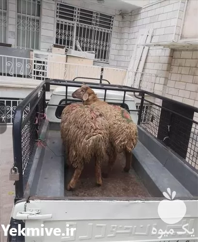 قیمت خرید گوسفند زنده در تهران در گروه گاو و گوسفند و میش و بز کهره گوساله در یکمیوه -عکس1