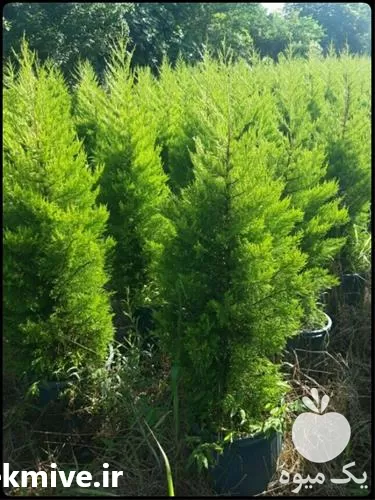 فروش کاج لاوسون سایز متوسط در گروه خرید و فروش گیاهان زینتی در یکمیوه -عکس1