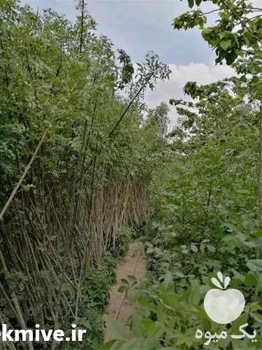 فروش نهال زینتی و فضای سبز غیر مثمر در اصفهان در گروه خرید و فروش نهال در یکمیوه -عکس1