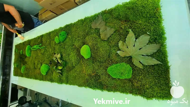 دیوار سبز خزه ای طبیعی در گروه سازنده در یکمیوه -عکس1