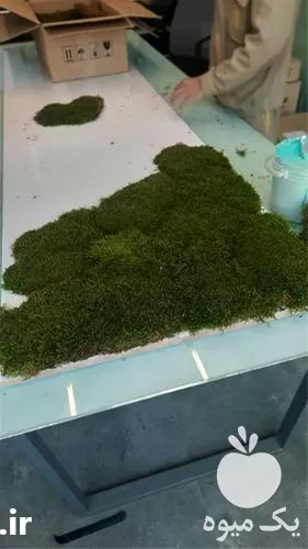 دیوار سبز خزه ای در فارس در گروه سازنده در یکمیوه -عکس1