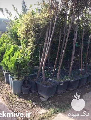 نهال درخت ی درختچه باغبانی درختکاری در گروه خدمات باغبانی در یکمیوه -عکس1