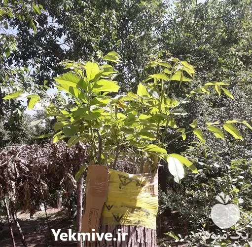 اصلاح باغ با پیوند سرشاخه کاری در همدان در گروه هرس کاری در یکمیوه -عکس1