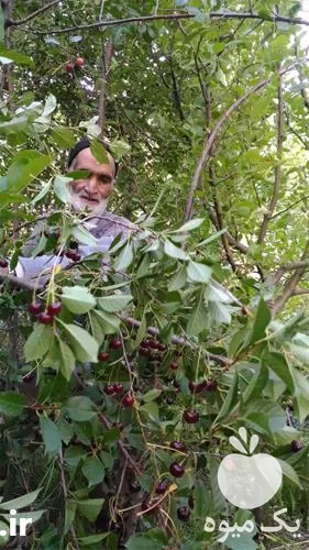 باغبانی در آذربایجان شرقی در گروه خدمات باغبانی در یکمیوه -عکس1