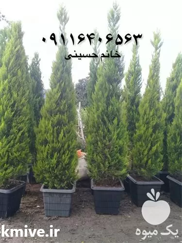 فروش گیاهان بیرونی کاج لاوسون در مازندران در گروه خرید و فروش گیاهان زینتی در یکمیوه -عکس1