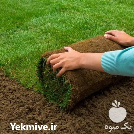 فروش چمن رول طبیعی گرمسیری در اصفهان در گروه خرید و فروش گیاهان زینتی در یکمیوه -عکس1