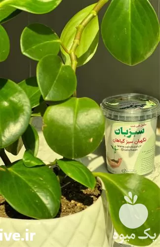 فروش مکمل غنی شده سبزبان در تهران در گروه انواع محصولات خاک و تغذیه در یکمیوه -عکس1