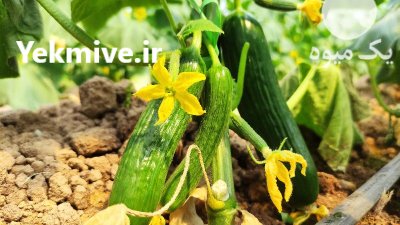 خیار گلخانه در جوادآباد در گروه خرید و فروش خیار در یکمیوه -عکس1