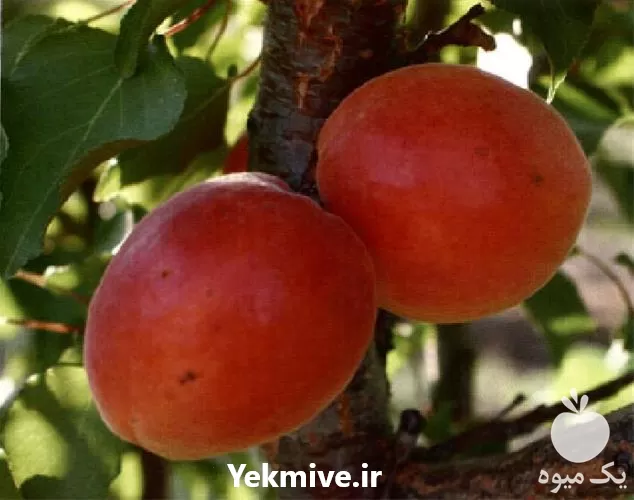 خرید انواع نهال شناسنامه دار زردآلو در لرستان در گروه خرید و فروش نهال در یکمیوه -عکس1