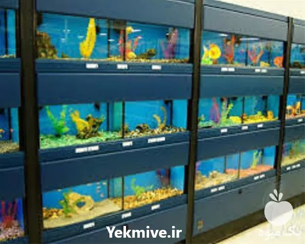 آموزش پرورش ماهی های زینتی غذای در گروه دوره آموزش کشاورزی در یکمیوه -عکس1