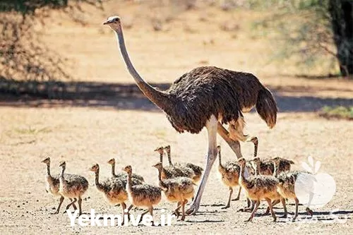 آموزش پرورش شتر مرغ در تهران در گروه خرید و فروش خط تولید در یکمیوه -عکس1