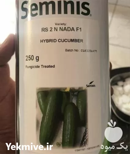 خرید بذر خیار گلخانه ای نادا در گروه خرید و فروش بذر خیار در یکمیوه -عکس1