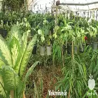 قیمت خرید عمده گل در گروه خرید و فروش گیاهان زینتی در یکمیوه