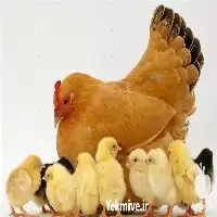 فروش جوجه مرغ ارزان در گروه مرغ و خروس و بوقلمون و اردک قو قاز در یکمیوه