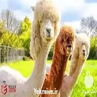 آموزش پرورش لاما در تهران در گروه دوره آموزش کشاورزی در یکمیوه