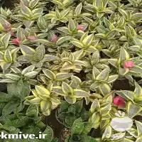 قیمت خرید گل آپارتمانی در گروه خرید و فروش گیاهان زینتی در یکمیوه