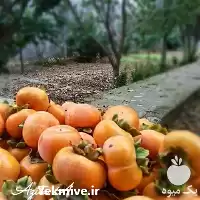 فروش انواع نهال خرمالو در مازندران در گروه خرید و فروش نهال خرمالو در یکمیوه