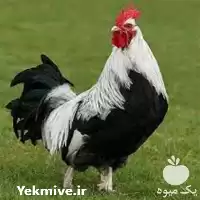 تا صد آموزش پرورش مرغ زینتی در تهران در گروه دوره آموزش کشاورزی در یکمیوه