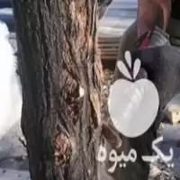 خدمات باغداری پردیس رودهن دماوند در تهران در گروه خدمات باغبانی در یکمیوه