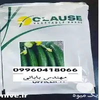 خرید بذر خیار آفیسر با ارسال در همدان در گروه خرید و فروش بذر خیار در یکمیوه