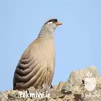 آموزشی پرورش کبک کامل گام در تهران در گروه دوره آموزش کشاورزی در یکمیوه