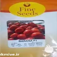 گوجه بارانا از شرکت فاین سید در گروه خرید و فروش بذر گوجه در یکمیوه