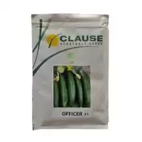 فروش بذر خیار مجلسی افیسر کلوز در گروه خرید و فروش بذر خیار در یکمیوه