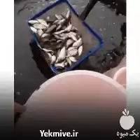 خرید بچه ماهی گرمابی و سردابی در یزد در گروه خرید و فروش بچه ماهی در یکمیوه