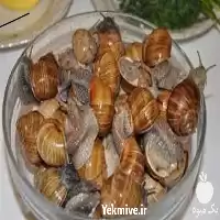 دوره آموزش پرورش حلزون آچاتینا در تهران در گروه دوره آموزش کشاورزی در یکمیوه