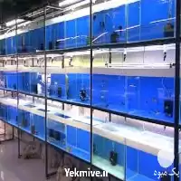 دوره آموزش پرورش ماهی های زینتی در گروه دوره آموزش کشاورزی در یکمیوه