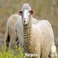 آموزش جیره نویسی دام در گروه دوره آموزش کشاورزی در یکمیوه