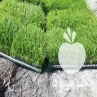 خزانه نشا برنج بینام یا بهنام در چالوس در گروه خرید و فروش نشا در یکمیوه