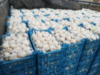 فروش سیر سورت شده صادراتی در همدان در گروه خرید و فروش سیر در یکمیوه