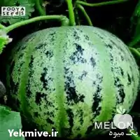 خرید بذر طالبی تیل سبز شوگر در تهران در گروه خرید و فروش بذر طالبی در یکمیوه