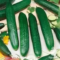 خرید بذر خیار گلخانه ای دلتا در البرز در گروه خرید و فروش بذر خیار در یکمیوه