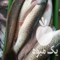 خرید بچه ماهی غذای ماهی ارسال در کرج در گروه خرید و فروش بچه ماهی در یکمیوه