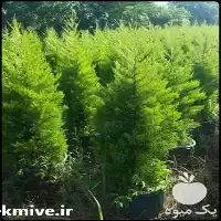 فروش کاج لاوسون سایز متوسط در گروه خرید و فروش گیاهان زینتی در یکمیوه