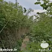 فروش نهال زینتی و فضای سبز غیر مثمر در اصفهان در گروه خرید و فروش نهال در یکمیوه