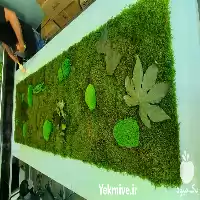 دیوار سبز خزه ای طبیعی در گروه سازنده در یکمیوه