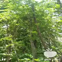 باغبانی باغبانی در گروه خدمات باغبانی در یکمیوه