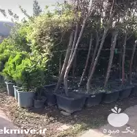 نهال درخت ی درختچه باغبانی درختکاری در گروه خدمات باغبانی در یکمیوه