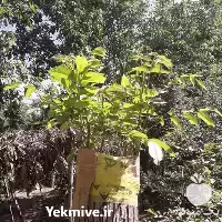 اصلاح باغ با پیوند سرشاخه کاری در همدان در گروه هرس کاری در یکمیوه