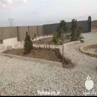 کلیه خدمات باغبانی هرس چمن درخت در گروه هرس کاری در یکمیوه