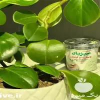 فروش مکمل غنی شده سبزبان در تهران در گروه انواع محصولات خاک و تغذیه در یکمیوه