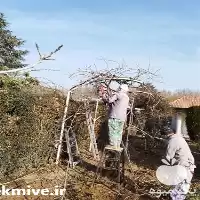 هرس زمستانه درختان در البرز در گروه هرس کاری در یکمیوه