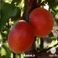 خرید انواع نهال شناسنامه دار زردآلو در لرستان در گروه خرید و فروش نهال در یکمیوه