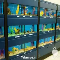 آموزش پرورش ماهی های زینتی غذای در گروه دوره آموزش کشاورزی در یکمیوه