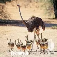 آموزش پرورش شتر مرغ در تهران در گروه خرید و فروش خط تولید در یکمیوه