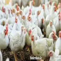 کلاس آموزش مرغداری در تهران در گروه دوره آموزش کشاورزی در یکمیوه