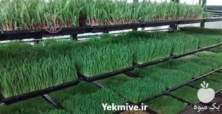 صفر تا صد پرورش علوفه هیدروپونیک در تهران در گروه دوره آموزش کشاورزی در یکمیوه -عکس1